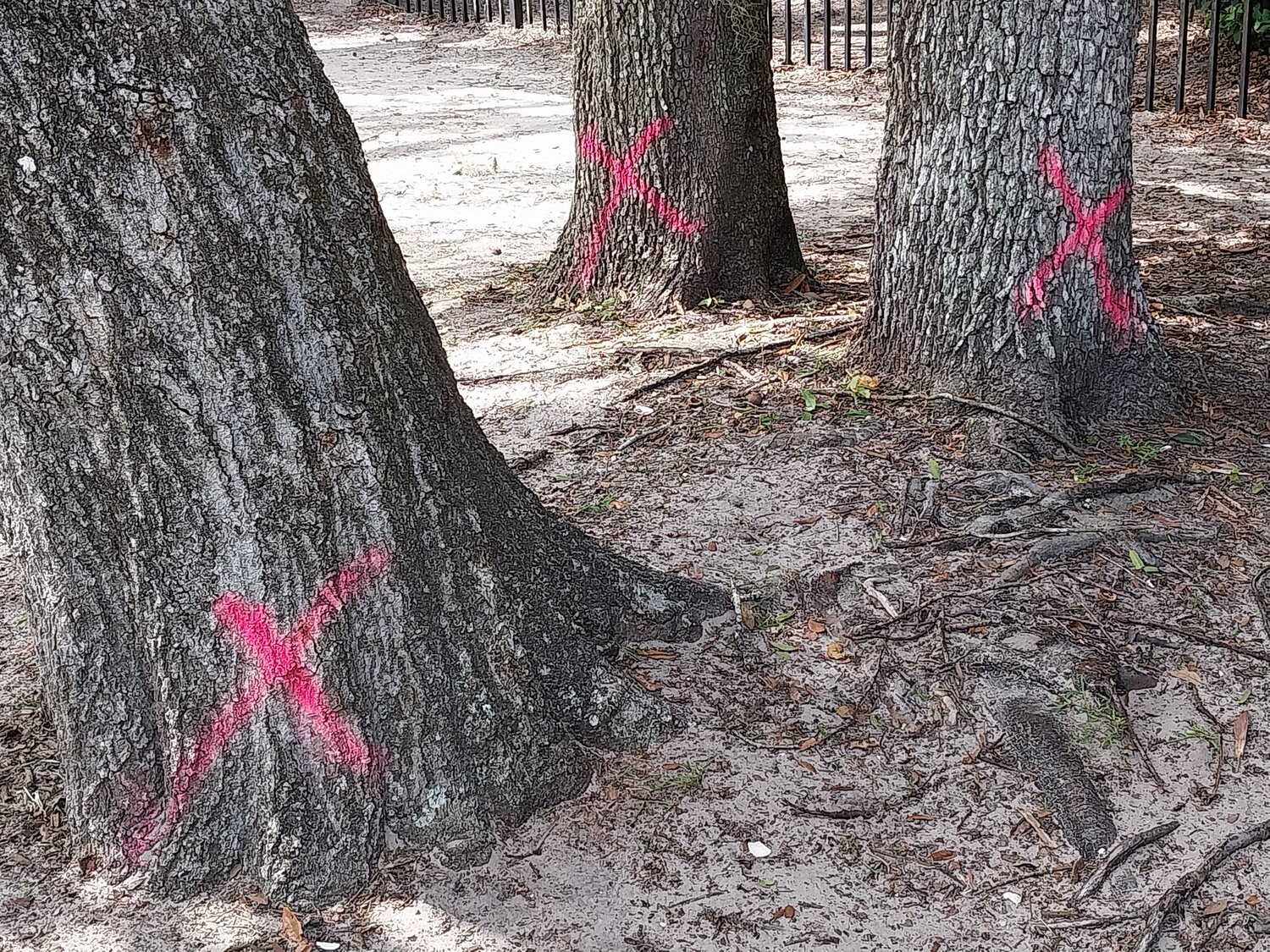 Red X’s mark trees slated for removal for a road improvement project on Mickler Road.